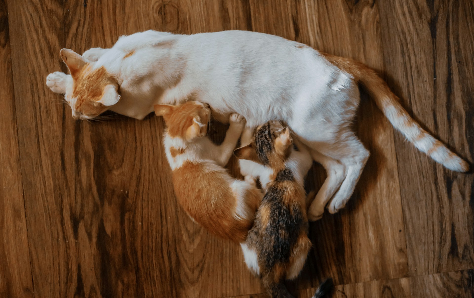 pet on floor